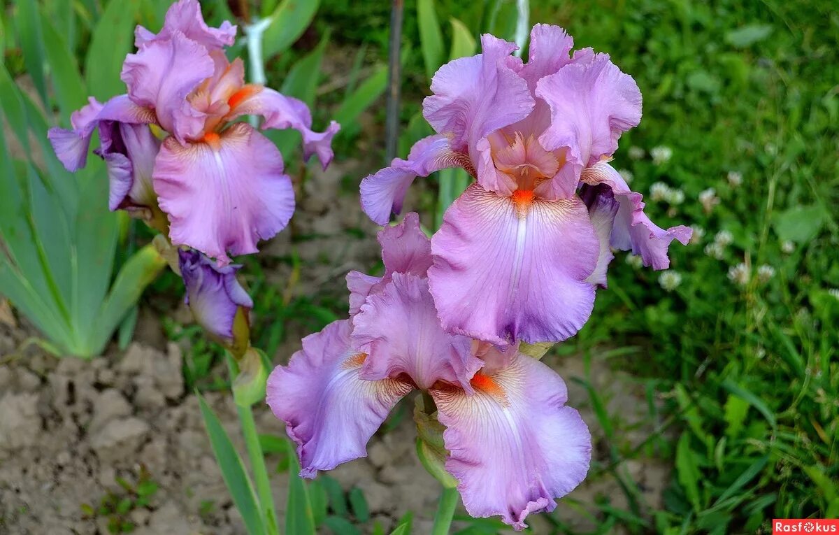 планета ирис существует. бонсай ирис. ирис садовый бородатый. планета ирис существует. ирис малиновый бородатый.