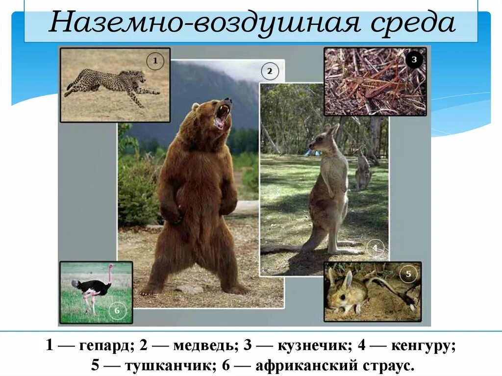 Доклад на тему воздушно наземная среда. Наземно воздушные животные. Обитатели наземно-воздушной среды. Назеиновоздушная среда. Наземная среда обитания животных.