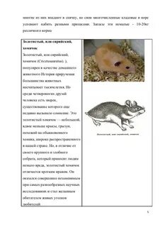 Впадает ли хамелеон в спячку