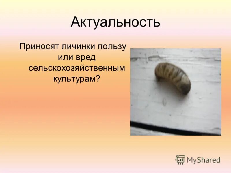 Личинка это определение. Презентация биология поденки презентация. Личинка значения. Личинка это определение. Что такое личинка 3 класс окружающий.