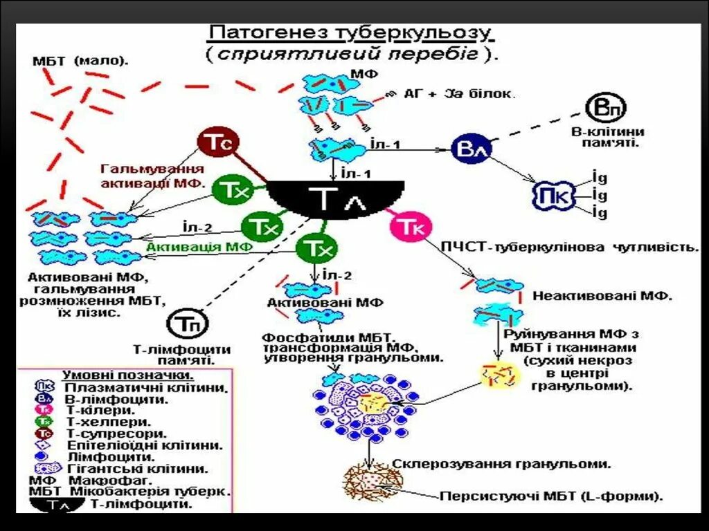 Туберкулез латынь. Патогенез вторичного туберкулеза схема. Патогенез туберкулеза схема. Патогенез туберкулеза патофизиология. Патогенез туберкулеза микробиология.