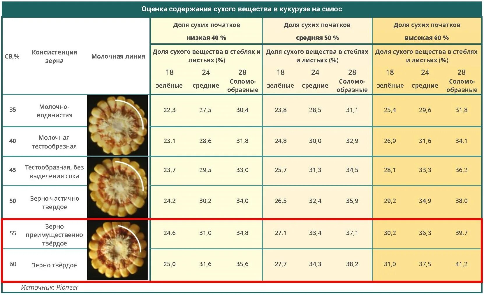 Вес 1 зерна. Питательность силоса кукурузного таблица. Силос кукурузный сухое вещество. Спелость зерна кукурузы на силос. Кукуруза уборка сроки.