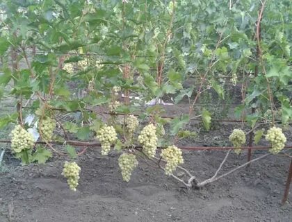 Виноград сколько оставлять гроздей