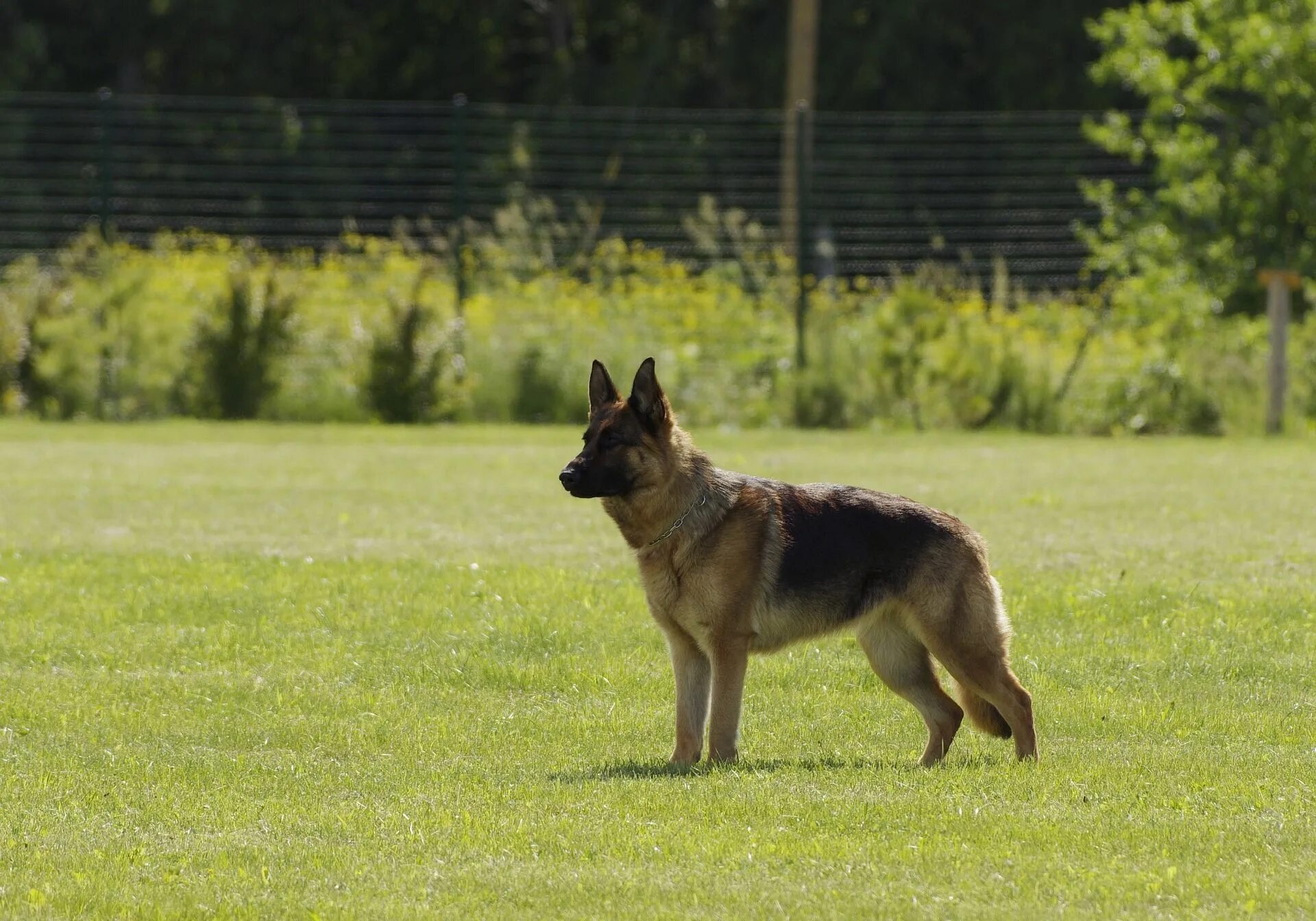 Собака овчарка стоит. Старотипная немецкая овчарка. german shepherd немецкая овчарка. бельгийский малинуа. джерман шеферд.