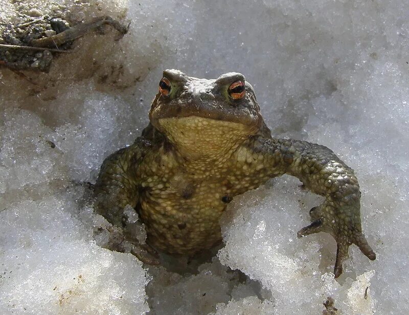 остромордая лягушка зимует. камышовая жаба в калининградской области. как зимуют лягушки. что ест зимой жаба. что ест зимой жаба.