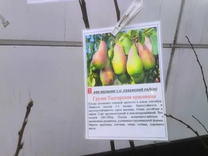 Лесная красавица груша отзывы садоводов описание