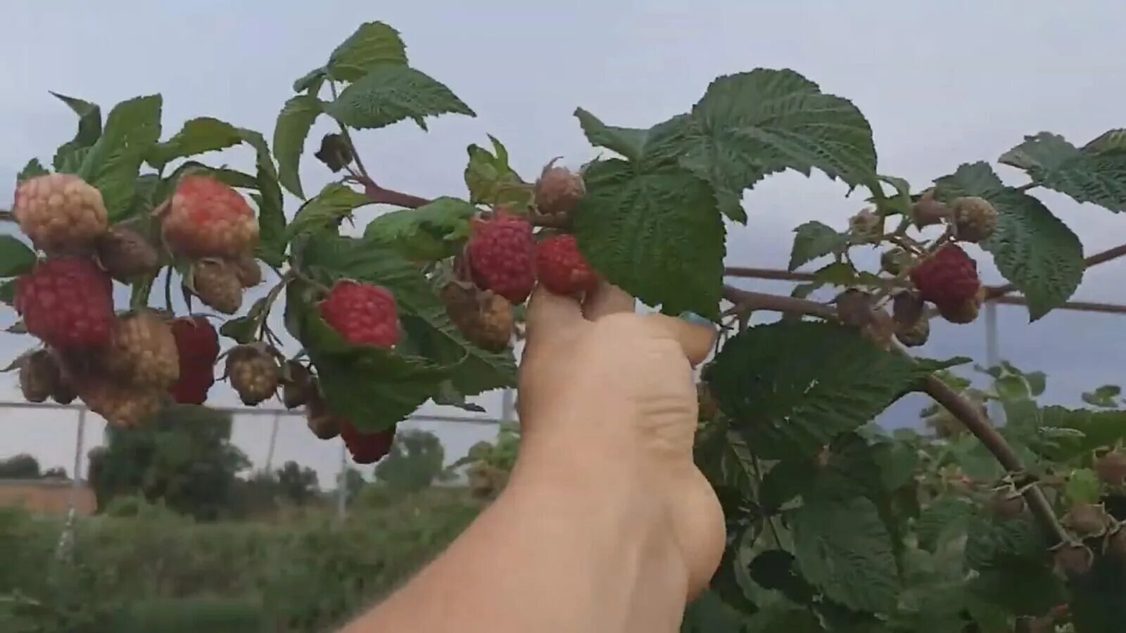 Саженцы малины Окс. Малина Нижегородец кусте. Малина Нижегородец фото.