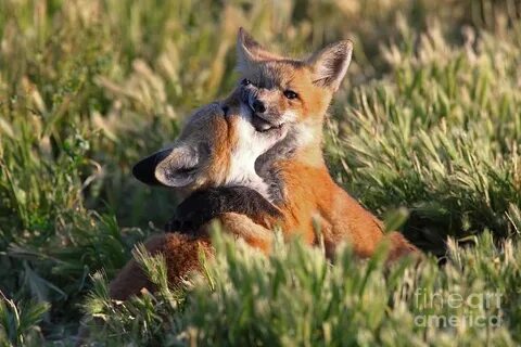 Hard foxes