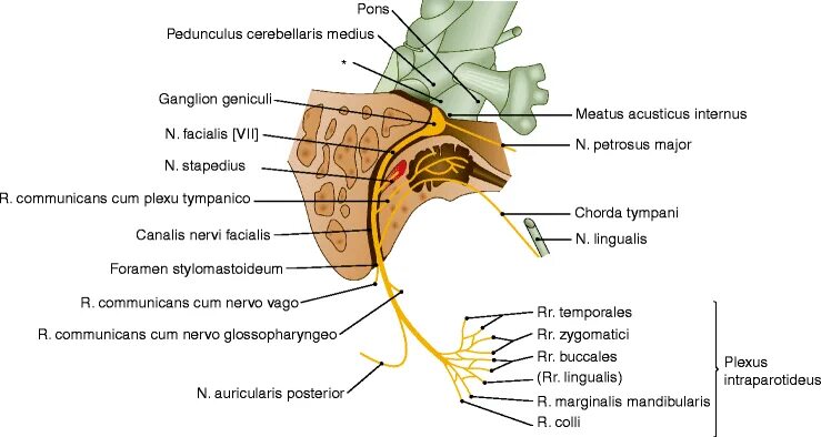 Лицевой нерв височная кость. Tensor tympani muscle. Chorda tympani перевод с латинского. Stapedius muscle. Chorda tympani перевод с латинского.
