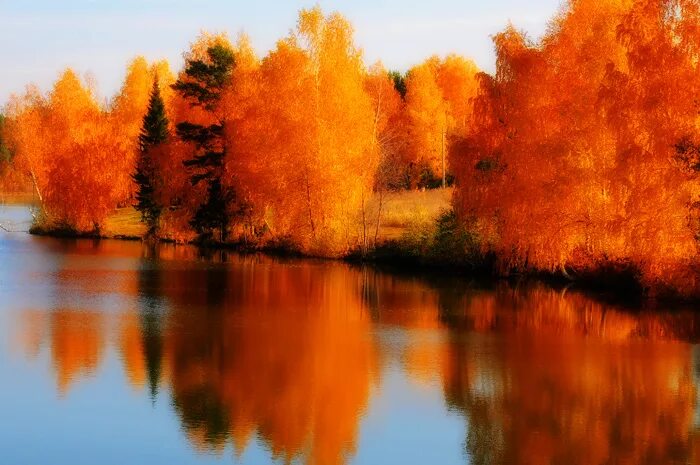 куда оранжевый. куда оранжевый. оранжевые цветы. оранжевые фрукты и овощи. померанец цитрусовые.