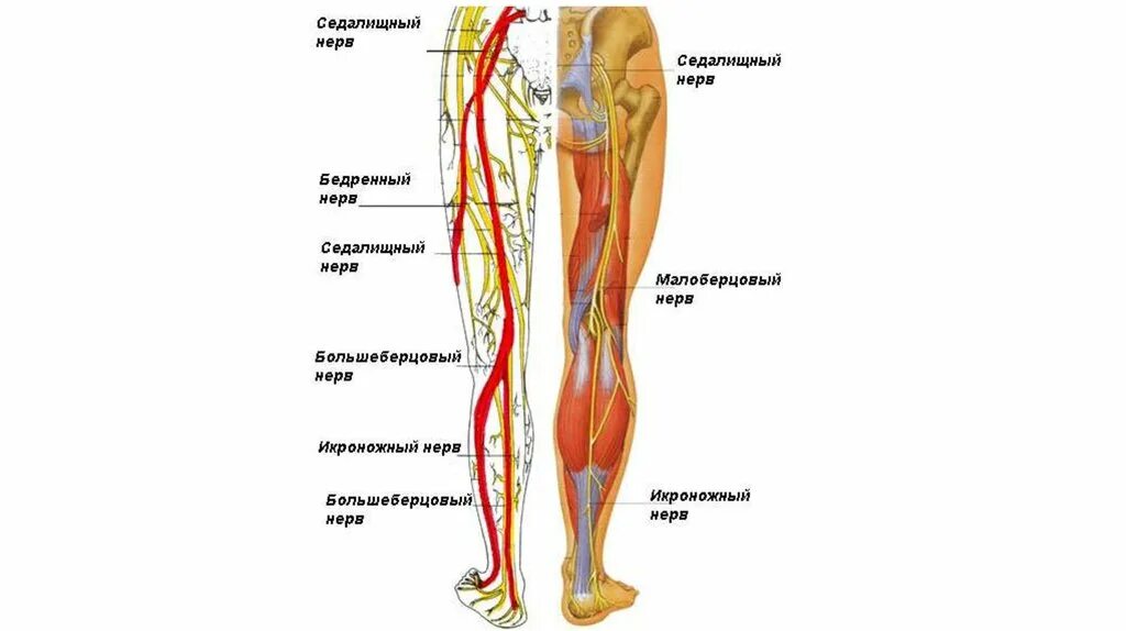 Мышца седалищного нерва. Седалищный нерв анатомия схема. Иннервация ноги седалищный нерв. Иннервация седалищного нерва анатомия. Анатомия неврвонижних конечностей.