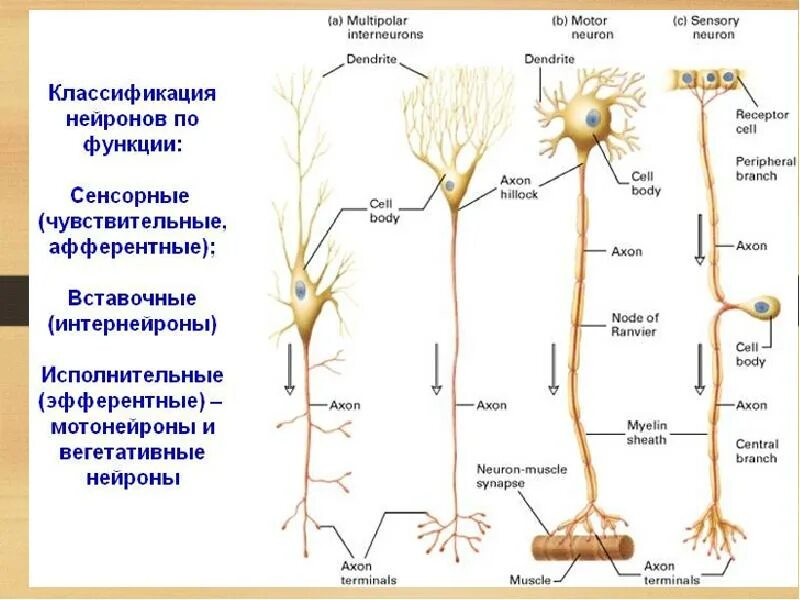 Нервные отростки головного мозга. Вставочные Нейроны классификация. Классификация нейронов головного мозга. Классификация нейронов сенсорные. Нервная ткань классификация нейронов.