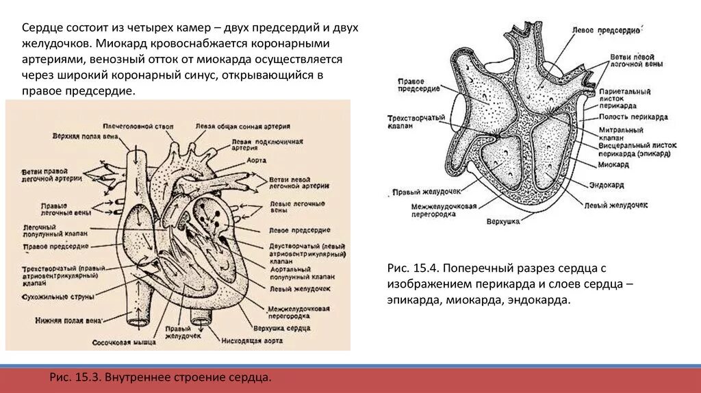 Сердце состоит. Сердце состоит из четырех камер. Сердце состоит из четырёх кмер. Поперечный разрез сердца. Сердце птиц состоит из камер