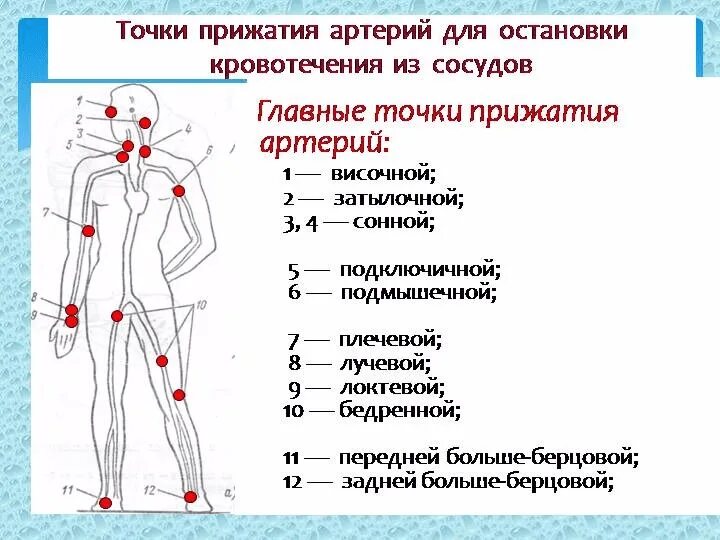 Схема точек пальцевого прижатия. 12 Точек прижатия артерий при кровотечении. Точки для пальцевого прижатия при артериальном кровотечении. Точки пальцевого прижатия артерий для остановки кровотечения.