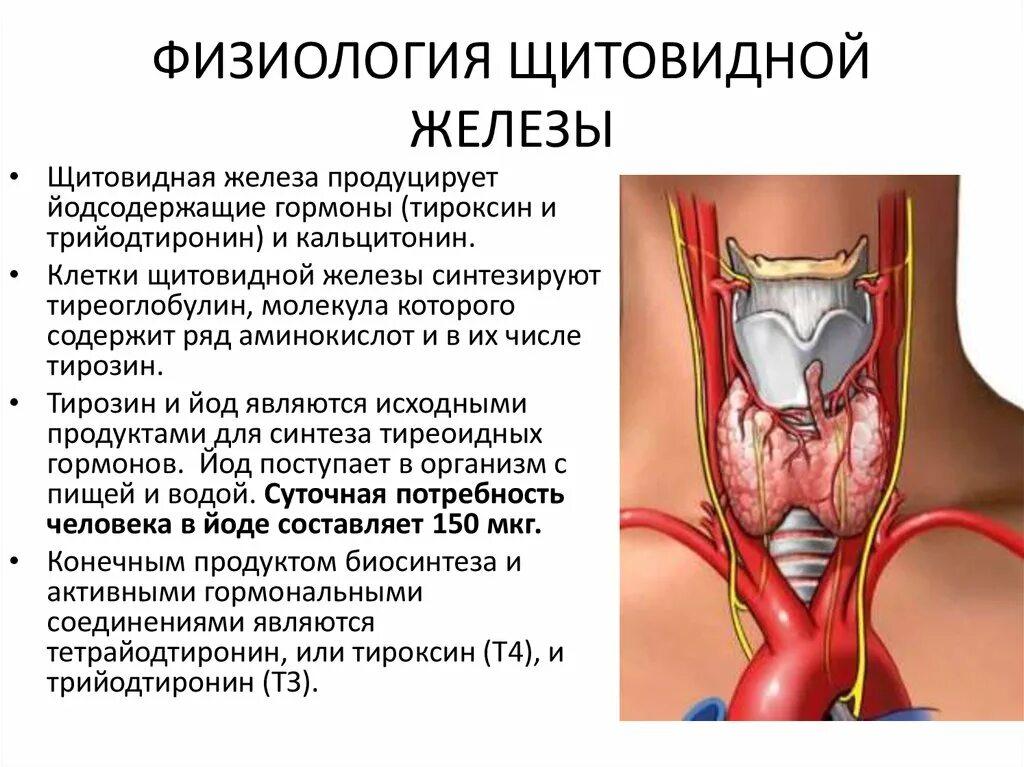 Эндокринная функция щитовидной железы физиология. Тиреоидные гормоны щитовидной железы физиология. Щитовидная железа гормоны и функции анатомия. Гормоны щитовидной железы и их функции физиология.