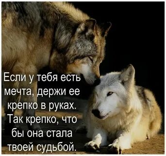 Если бы волки были