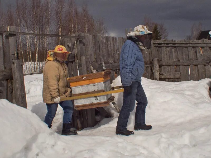 Когда выносить пчел. Выставка пчел из зимовника. Вынос ульев. Вынос ульев из омшаника. Вынос пчел из омшаника.