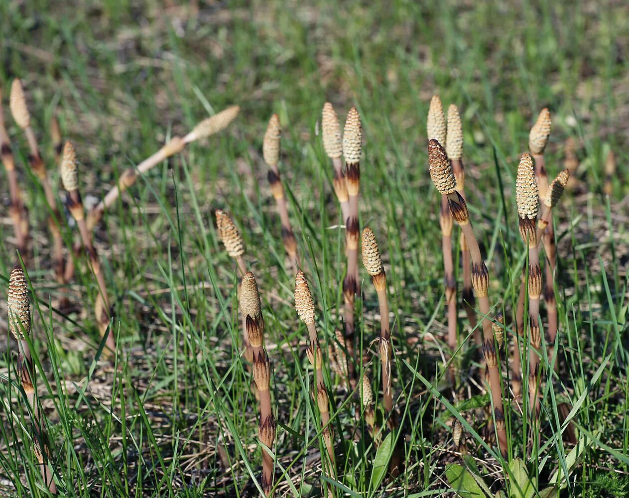 Хвощ полевой (Equisetum arvense). Хвощ полевой Equisetum arvense l.. Пестики хвоща полевого. Хвощ полевой, Луговой, зимующий. Хвощеобразные растения