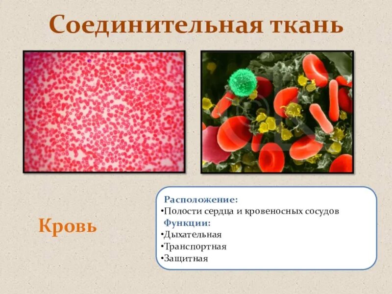 Соединительная ткань кровь функции. Строение кровяной ткани. Соединительная ткань расположение в организме. Кровь соединительная ткань строение.