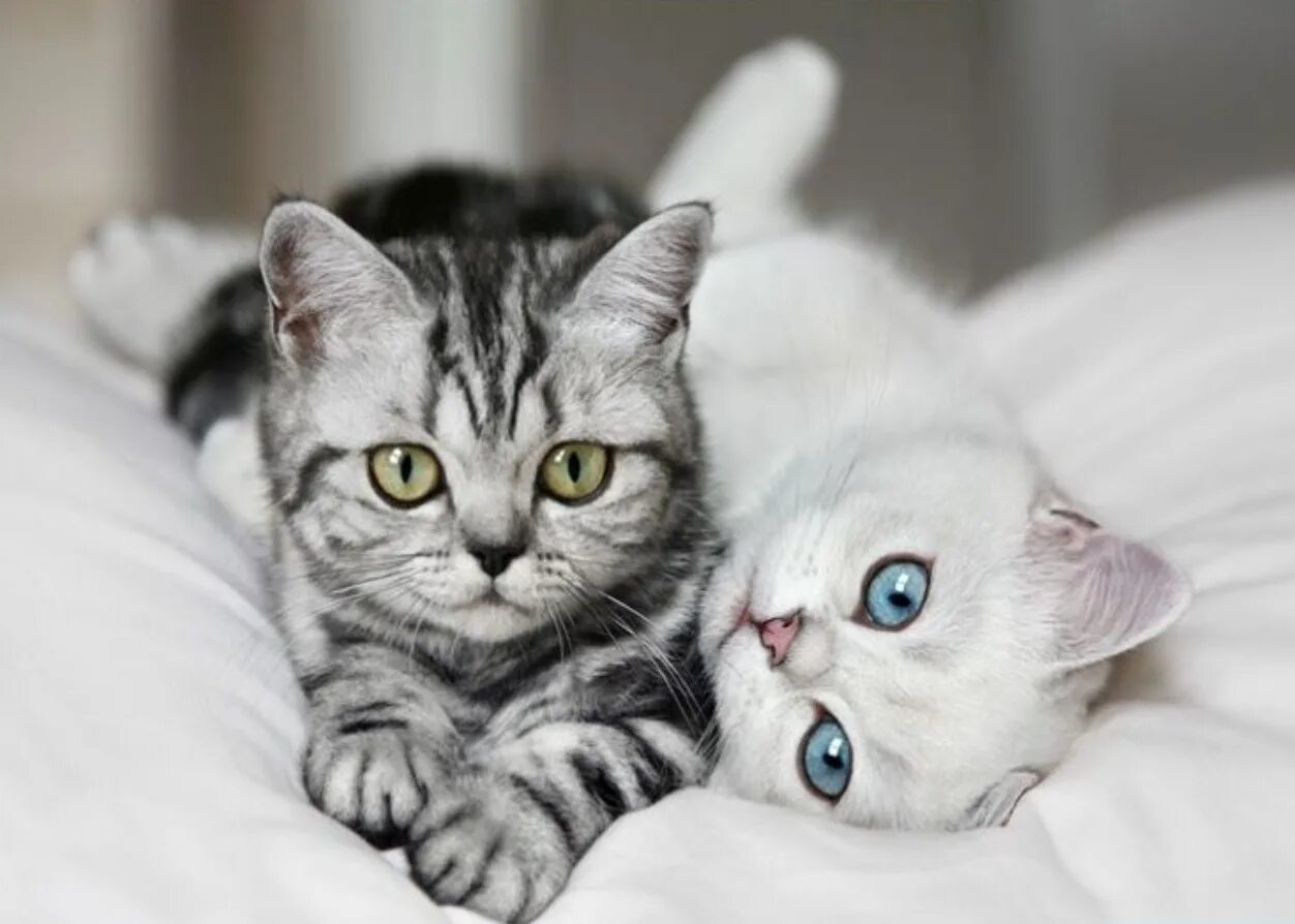 Caring cat