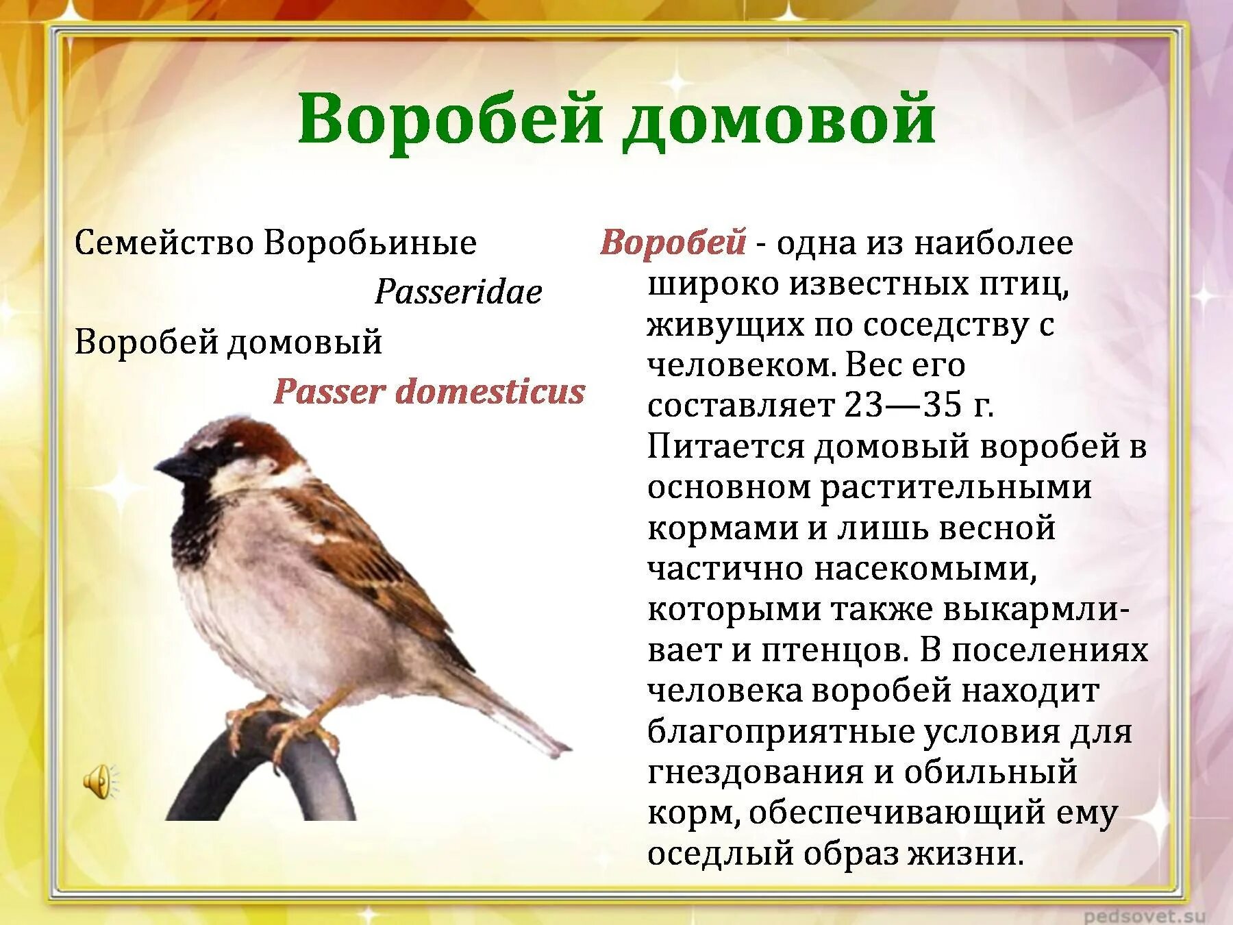 Текст про птиц 5 класс. Воробей описание птицы. Описание воробья. Описание домового воробья. Домовый Воробей описание.