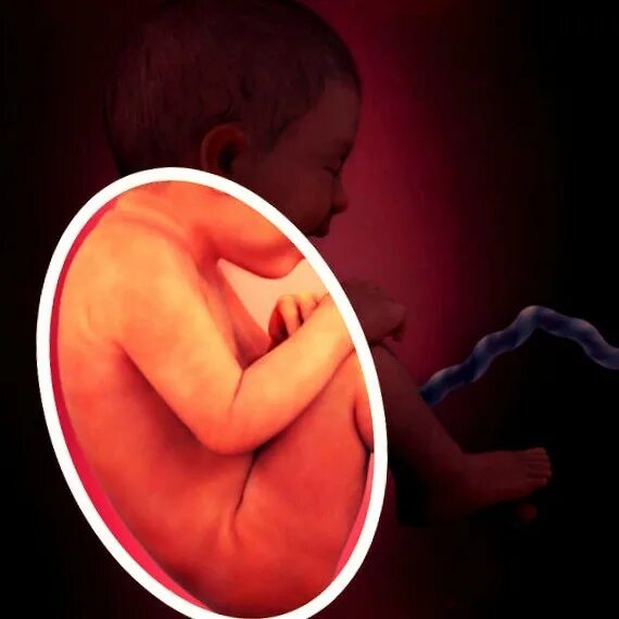 Икание ребенка в утробе. Малыш в животике икает. 36 недель икает