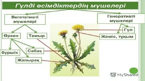 Отбасылық анальный порно