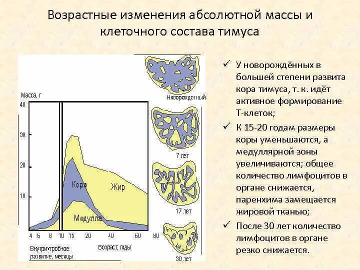Онтогенез иммунной системы человека. Дифференцировка клеток таблица. Формирование иммунитета в онтогенезе. Онтогенез иммунной системы человека. Филогенез иммунной системы.