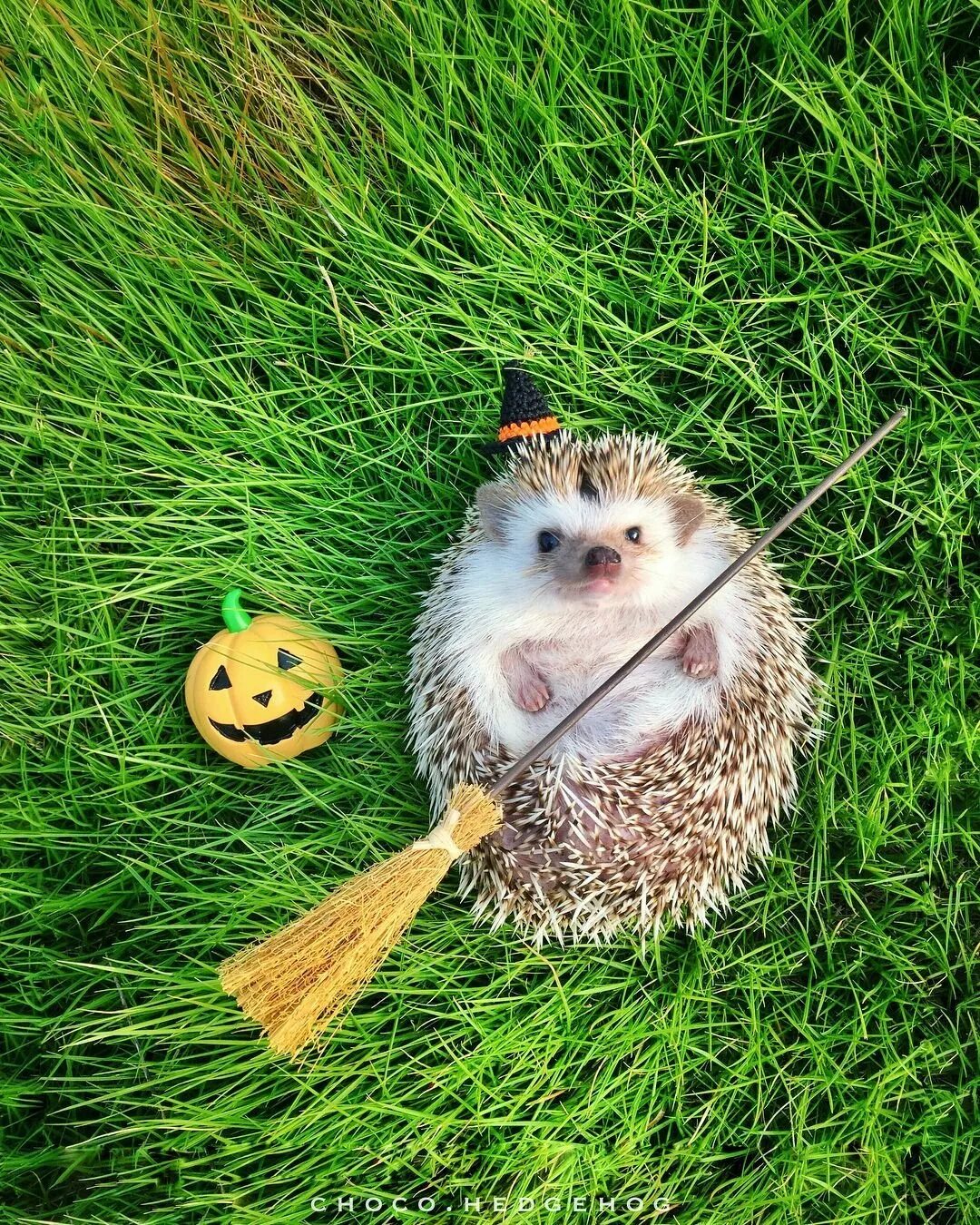 Ежик. Ежик. Прикольный ежик. Забавные ежики. Крутой ежик.