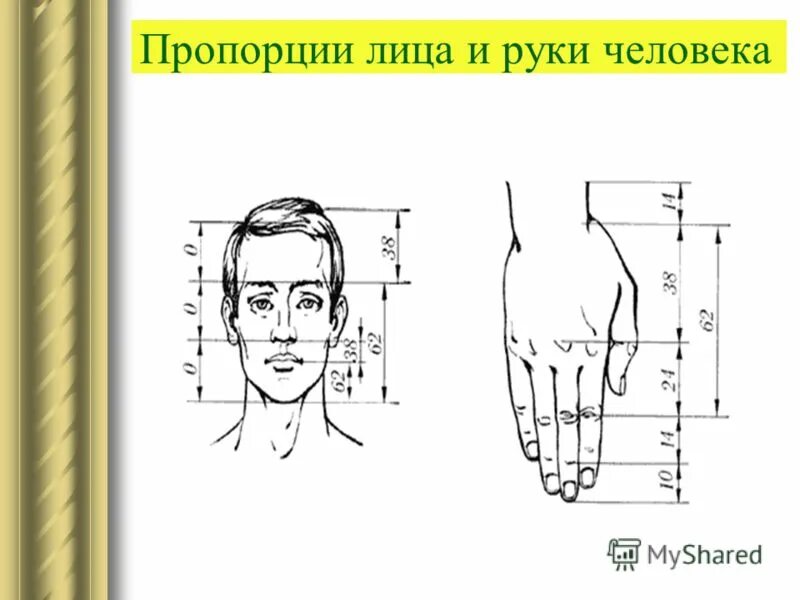 Пропорции руки анатомия. Пропорции ладони. Рисование кисти человека. Схема рисования кисти человека. Рука пропорции рисунок.