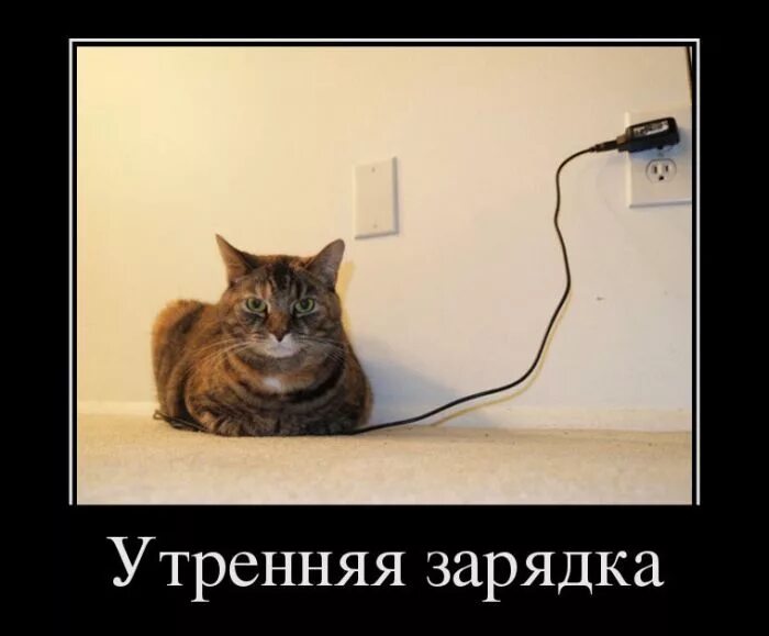 Анекдот про зарядку. Утренняя зарядка демотиваторы. утренняя зарядка прикол. демотиваторы с котами. смешное про подзарядку.