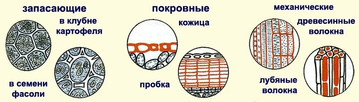 Покровная ткань биология 6 класс впр. Биология 5 класс ткани растений таблица с рисунками. Схема ткани растений 6 класс биология. Ткани растений 6 класс биология рисунок. Растительные ткани биология.