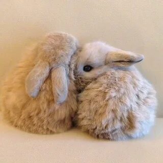 Две крольчихи