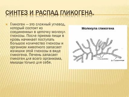 Печень запасает углеводы