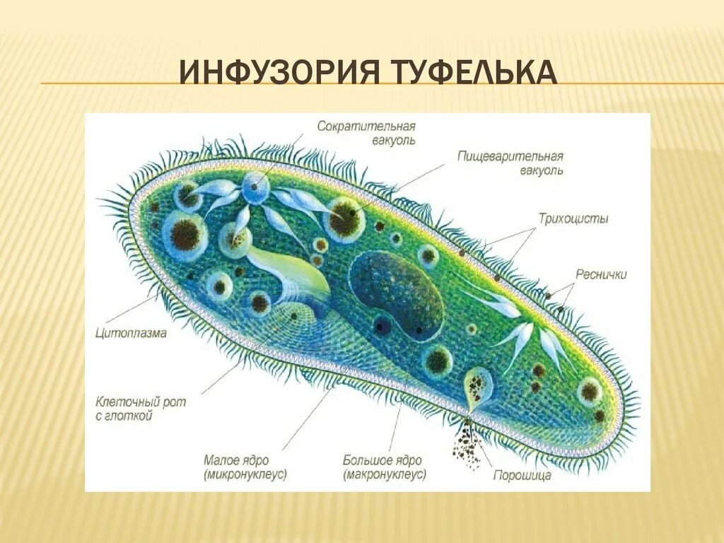 Органоиды инфузория туфелька. Порошица у инфузории. Тип инфузории инфузория туфелька. Инфузория туфелька органоиды движения. Инфузория туфелька структура