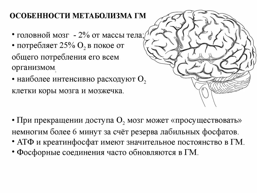 Особенности работы мозга. Особенности метаболизма мозга биохимия. Особенности энергетического обмена в головном мозге биохимия. Особенности головного мозга. Особенности обмена веществ мозга..