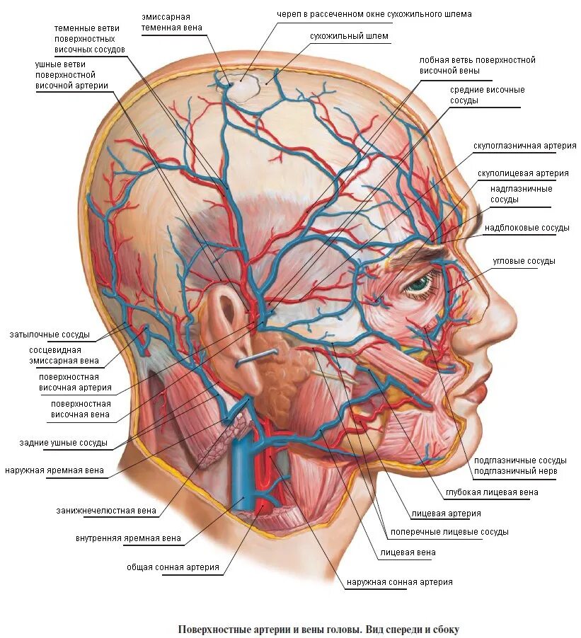 Видна вена на лбу. Лицевая артерия и лицевая Вена. Кровоснабжение черепа человека. Лицевая артерия анатомия ветви. Височная Вена анатомия.