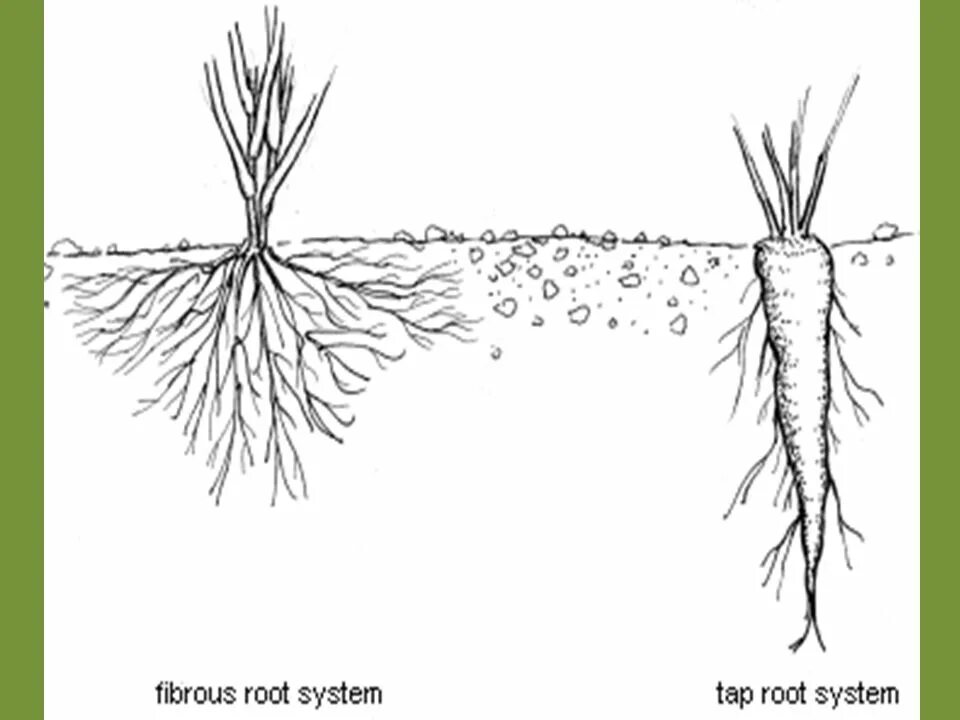 Какой тип корневой системы сформируется если луковицу. Корневая шейка кактуса. Корневая система моркови. Строение корневой системы облепихи. Корневая система в разрезе.