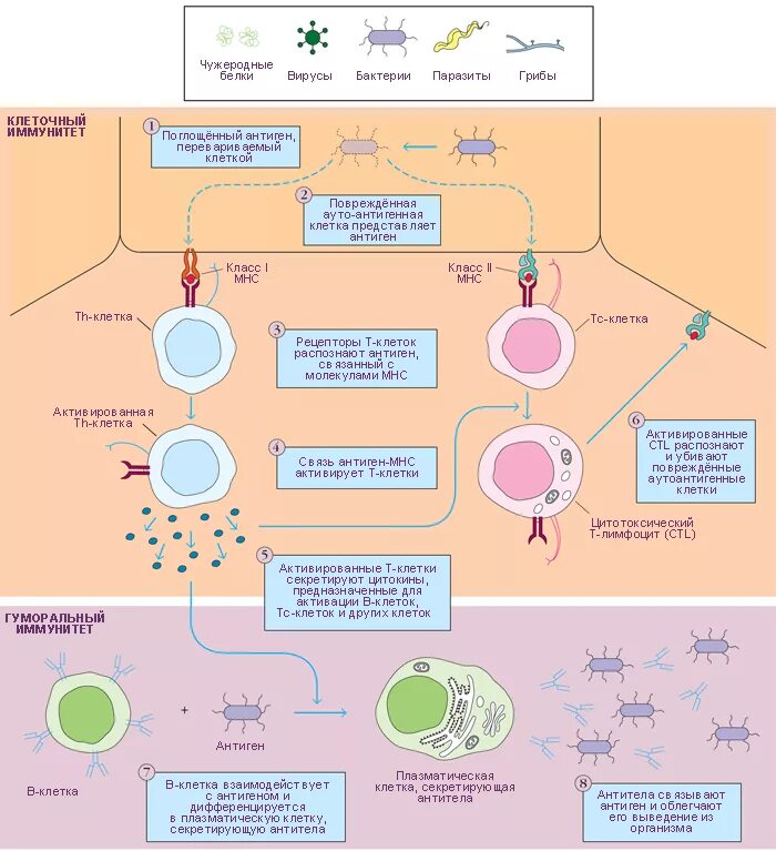 Реакции иммунных комплексов схема. Иммунитет гистология. Клетки врожденного иммунитета иммунология таблица. Специфический клеточный иммунный ответ. Иммунитет гистология.