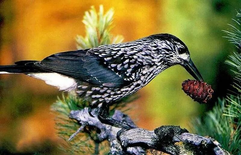 Сибирская кедровка. Кедровка в тайге. баргузинский заповедник кедровка. кедровка ореховка. кедровка птица.