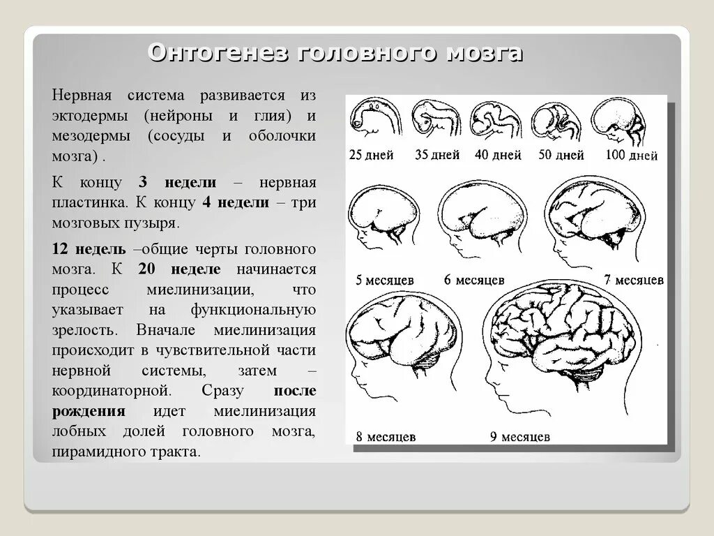 Этапы развития головного мозга в онтогенезе. Этапы развития головного мозга че. Стадии формирования головного мозга. Схема развития головного мозга. Изгибы мозга