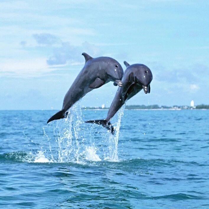 Дельфины в море. Дельфин в море. Дельфины над морем. Дельфины черного моря.