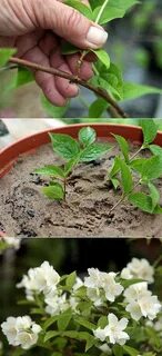 Укоренение жасмина черенками