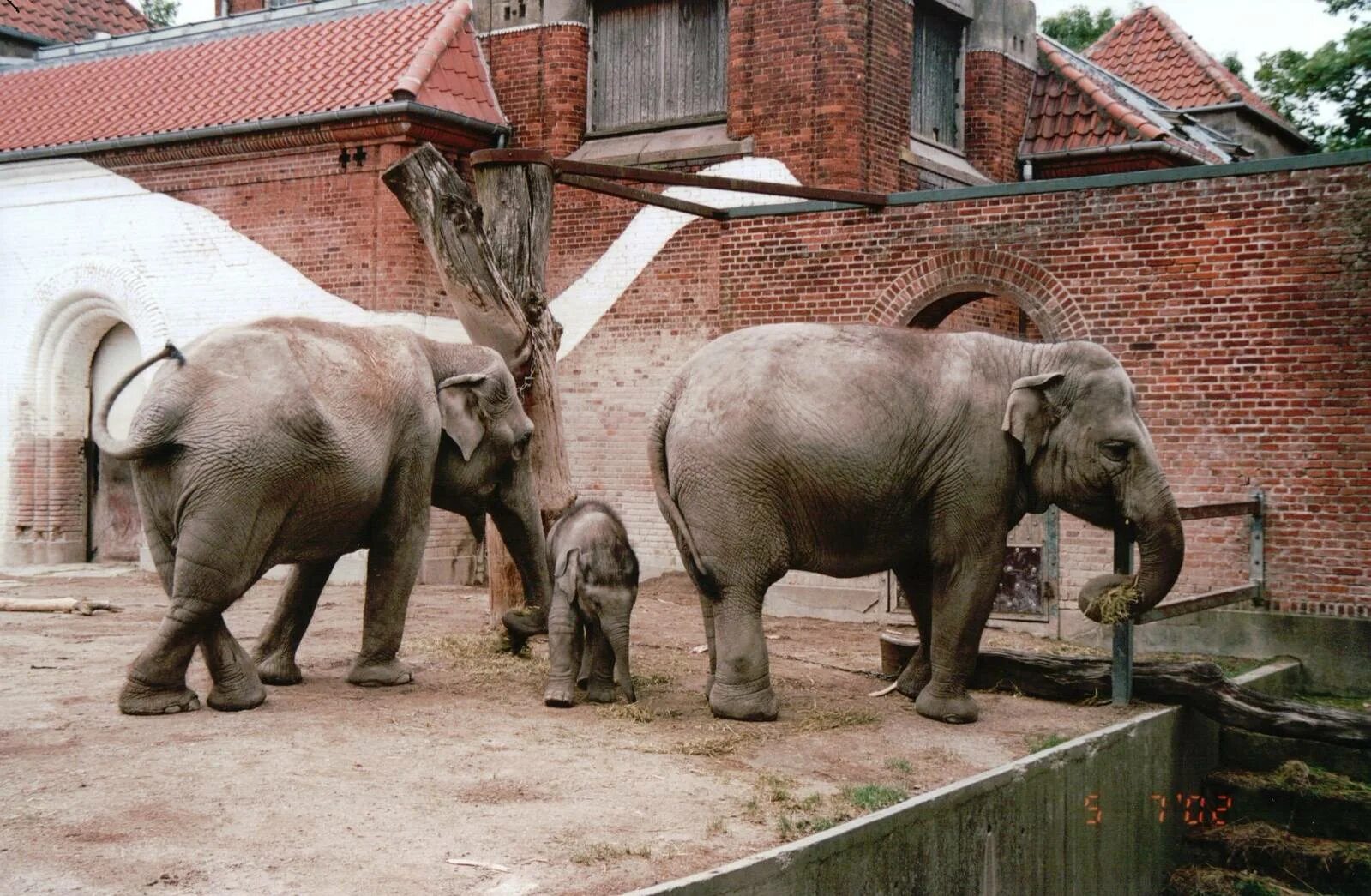 Elephant house. Зоопарк Копенгагена. Жираф Мариус Копенгагенский зоопарк. Дом слонов в Копенгагене. Копенгаген слоны.