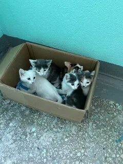 Авито уфа котята в добрые