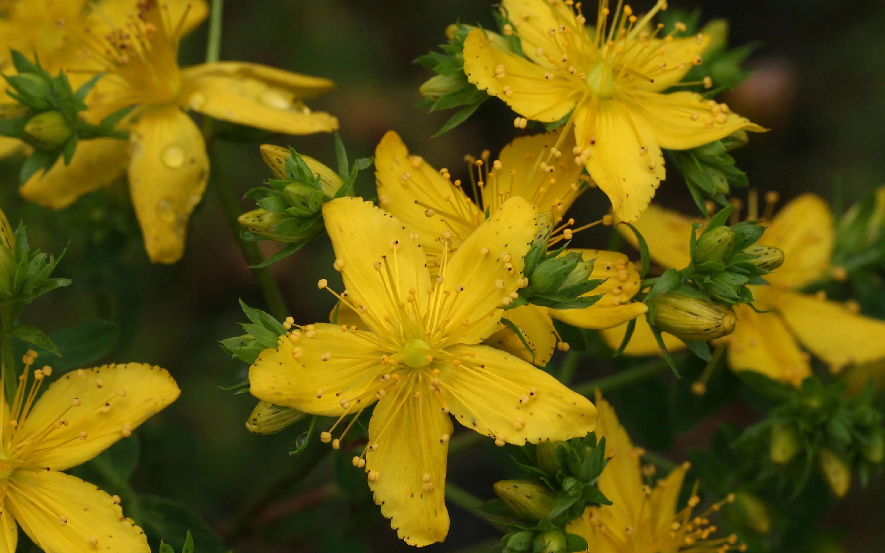 Зверобой Sari Kantaron. Зверобой (Hypéricum perforátum). Зверобой продырявленный (Hypericum perforatum). Зверобой горный(Hypericum montanum l.). Травы ромашка и зверобой