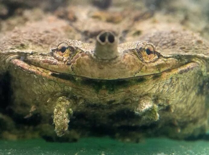 Мата мата фо. Мата мата бахроматая ерепаха. Chelus fimbriatus. Мата мата бахроматая ерепаха. Черепаха матамата.