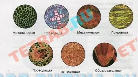 Ткани растений и животных 6