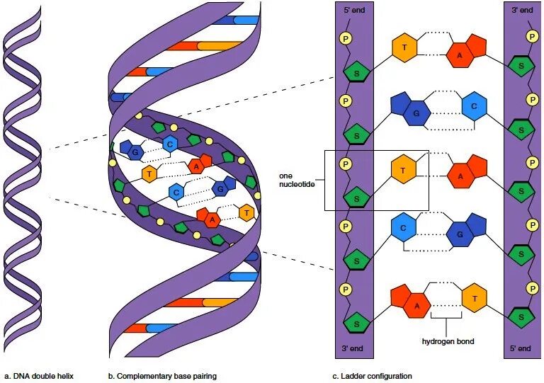 Днк какая форма. Структура молекулы ДНК схема. Схематическое строение молекулы ДНК. Схема строения ДНК двойная спираль. Структура молекулы ДНК модель.