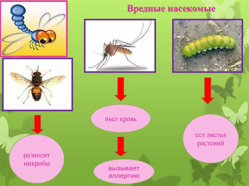 Насекомые для дошкольникл. Полезные насекомые для дошкольников. Насекомые картинки. Насекомые презентация для дошкольников. Насекомые для детей старшей группы.